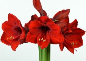 hippeastrum Red Lion (1)